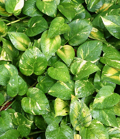 sustainable innovation